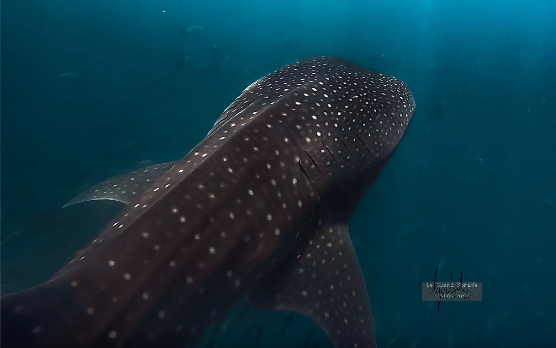 Requin-Baleine